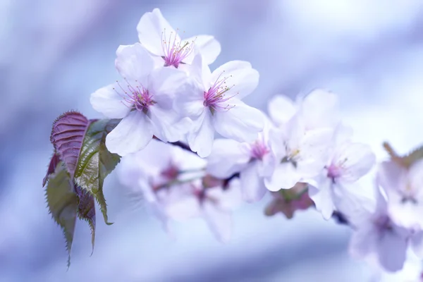 Sakura. Cherry Blossom in Springtime. Beautiful Flowers — Stock Photo, Image