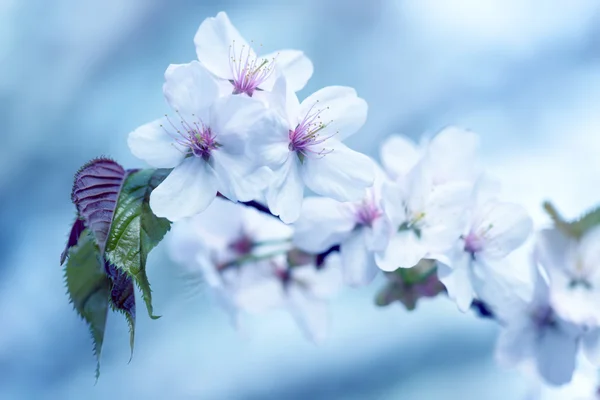 Sakura. Cherry Blossom in Springtime. Beautiful Flowers — Stock Photo, Image