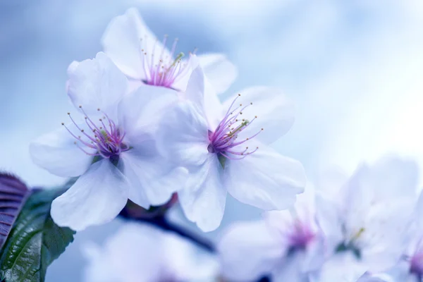 Sakura. Cherry Blossom in Springtime. Beautiful Flowers — Stock Photo, Image