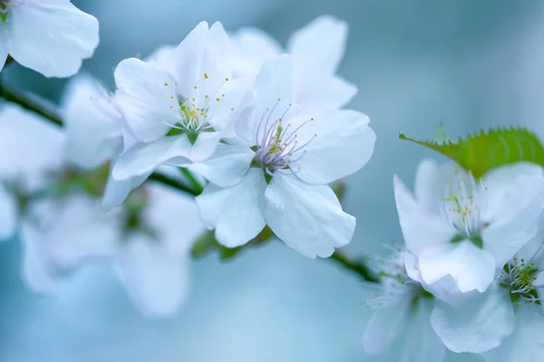 さくら。春には桜の名所。美しい花 — ストック写真