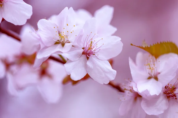 Sakura. Cherry Blossom in Springtime. Beautiful Flowers — Stock Photo, Image