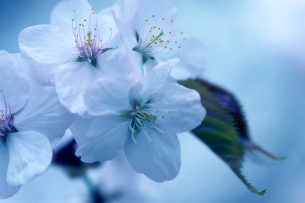 Sakura. Cherry Blossom in Springtime. Beautiful Flowers — Stock Photo, Image