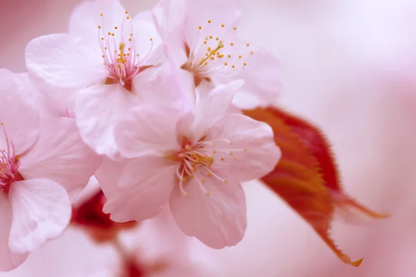 Sakura. Cherry Blossom in Springtime. Beautiful Flowers — Stock Photo, Image