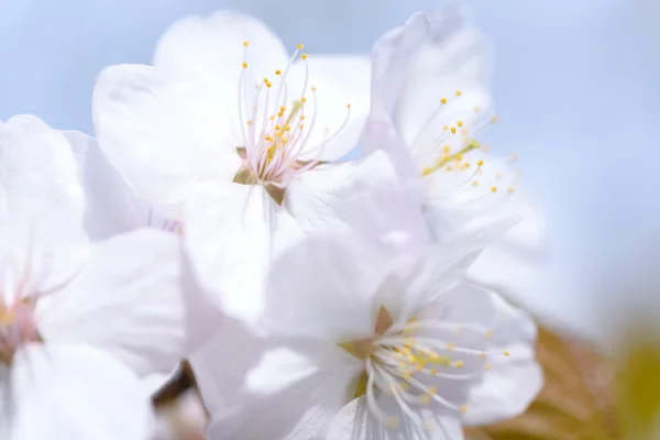 Sakura. Cherry Blossom in Springtime. Beautiful Flowers — Stock Photo, Image