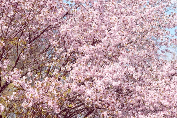 Sakura. Cherry Blossom en primavera. Hermosas flores — Foto de Stock