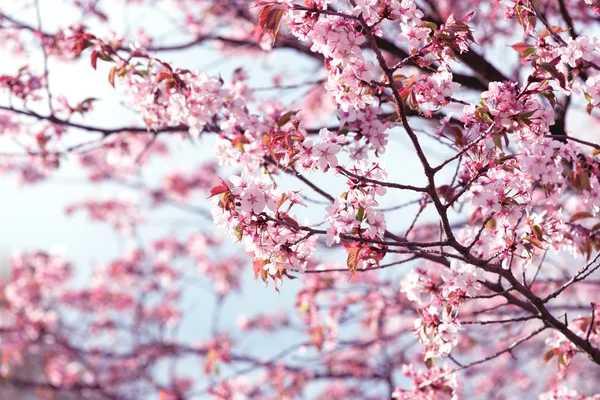 Sakura. Bahar kiraz çiçeği. Güzel çiçekler