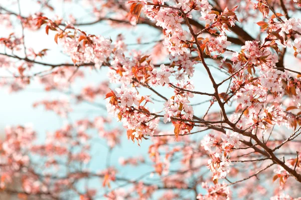 Sakura. Bahar kiraz çiçeği. Güzel çiçekler