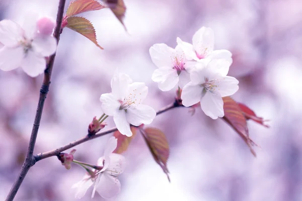 Sakura. Cherry Blossom in Springtime. Beautiful Flowers — Stock Photo, Image