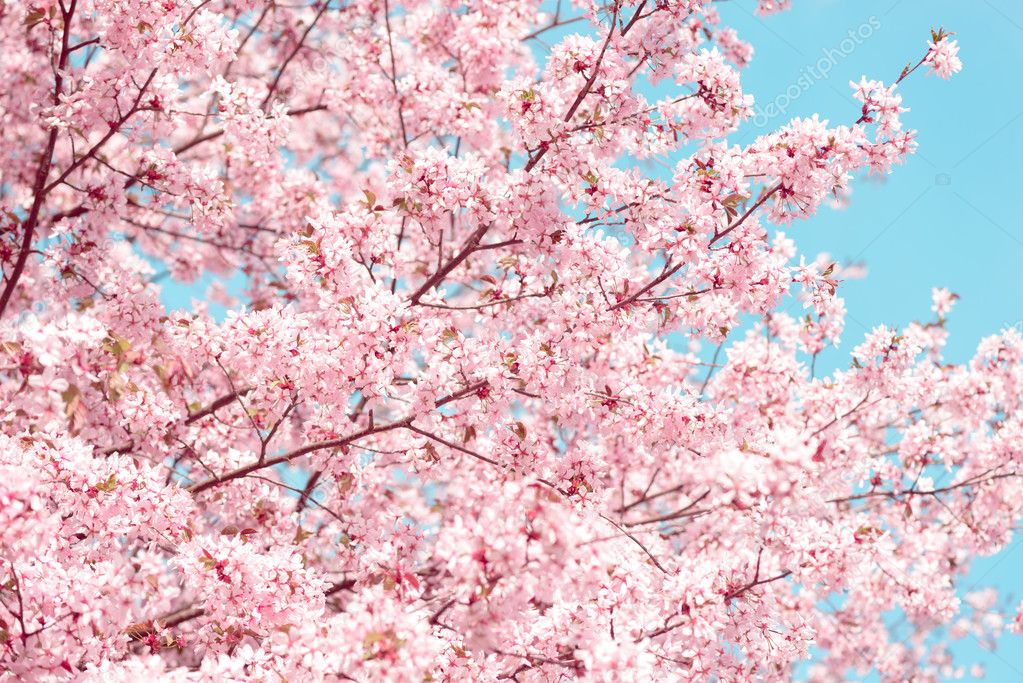 Sakura. Cherry Blossom in Springtime. Beautiful Flowers
