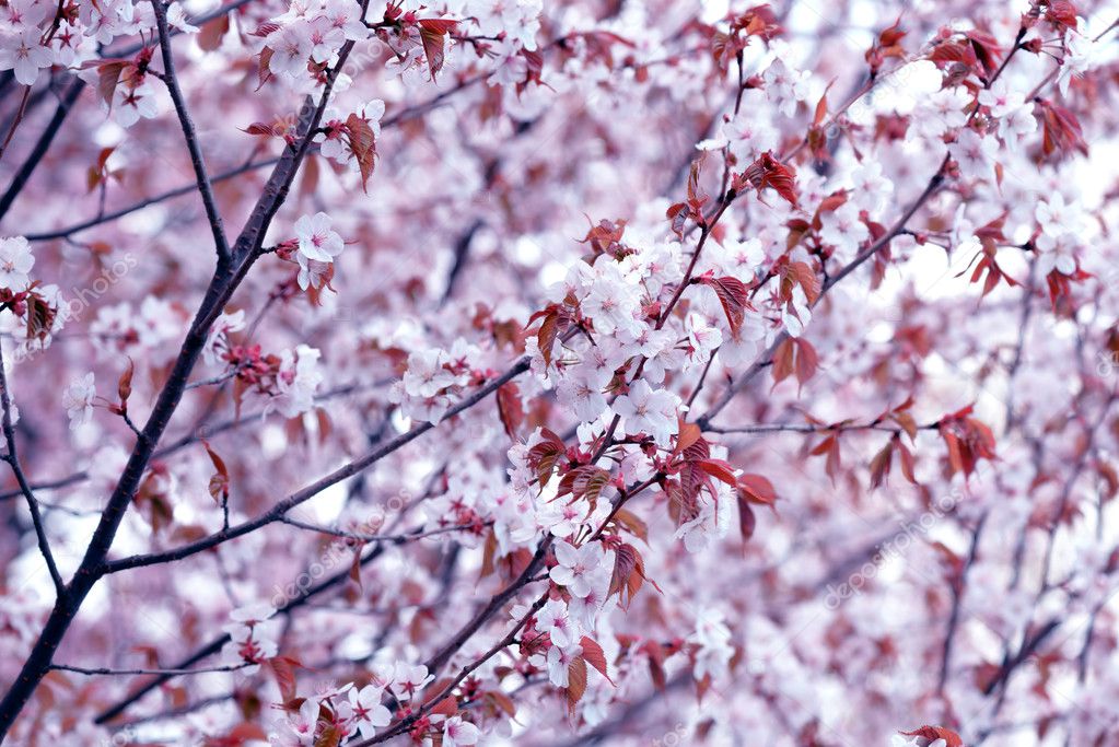 Sakura. Cherry Blossom in Springtime. Beautiful Flowers