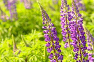 Lupinus, lupin, acı bakla alan pembe mor ve mavi çiçekli