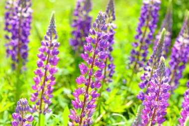 Lupinus, lupin, acı bakla alan pembe mor ve mavi çiçekli