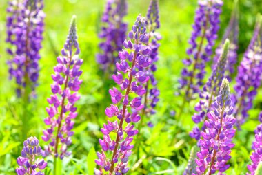 Lupinus, lupin, lupine field with pink purple and blue flowers clipart