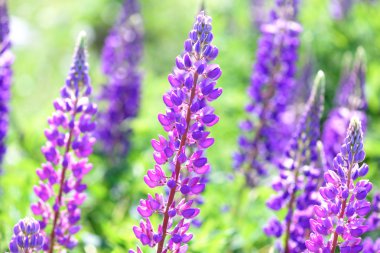 Lupinus, lupin, acı bakla alan pembe mor ve mavi çiçekli