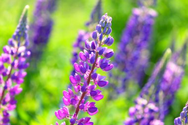 Lupinus, lupin, acı bakla alan pembe mor ve mavi çiçekli