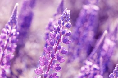 Lupinus, lupin, lupine field with pink purple and blue flowers clipart