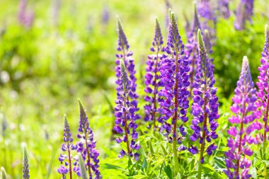 Lupinus, lupin, acı bakla alan pembe mor ve mavi çiçekli