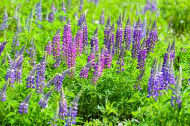 Lupinus, lupin, acı bakla alan pembe mor ve mavi çiçekli