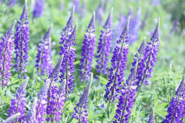 Lupinus, lupin, acı bakla alan pembe mor ve mavi çiçekli