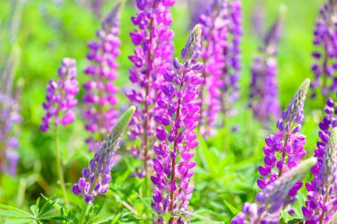 Lupinus, lupin, acı bakla alan pembe mor ve mavi çiçekli