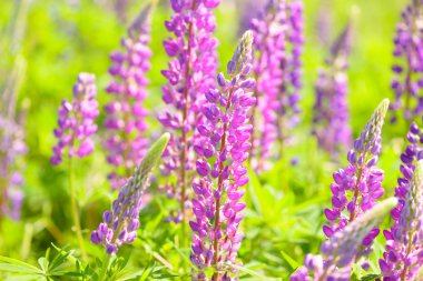 Lupinus, lupin, acı bakla alan pembe mor ve mavi çiçekli