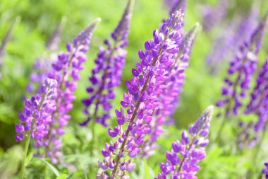 Lupinus, lupin, acı bakla alan pembe mor ve mavi çiçekli