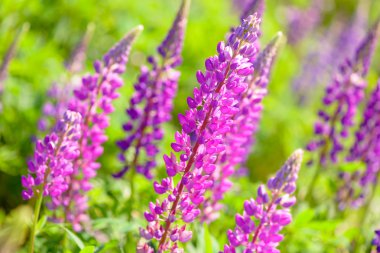 Lupinus, lupin, acı bakla alan pembe mor ve mavi çiçekli