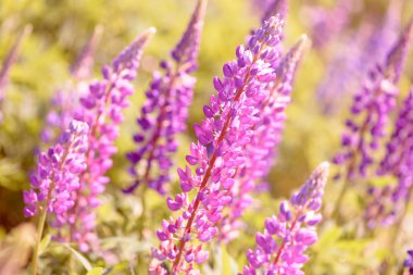 Lupinus, lupin, acı bakla alan pembe mor ve mavi çiçekli