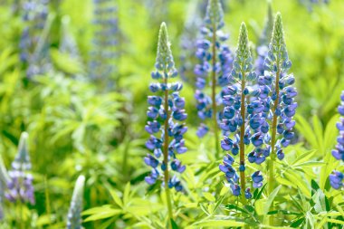 Lupinus, lupin, acı bakla alan pembe mor ve mavi çiçekli