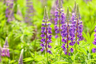 Lupinus, lupin, acı bakla alan pembe mor ve mavi çiçekli