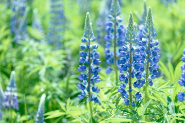 Lupinus, lupin, acı bakla alan pembe mor ve mavi çiçekli