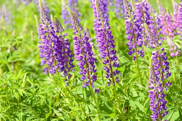 Lupino, tremoço, campo de tremoço com flores roxas e azuis rosa — Fotografia de Stock