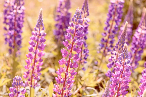 Lupino, altramuz, campo de altramuz con flores rosa púrpura y azul —  Fotos de Stock