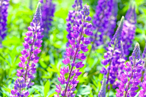 Lupin, lupin, champ de lupin avec des fleurs roses violettes et bleues — Photo