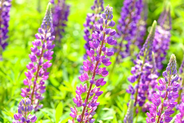 Lupinus, lupin, lupine field with pink purple and blue flowers — Stock Photo, Image