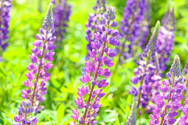 Lupinus, lupine, lupine field met roze paars en blauwe bloemen — Stockfoto