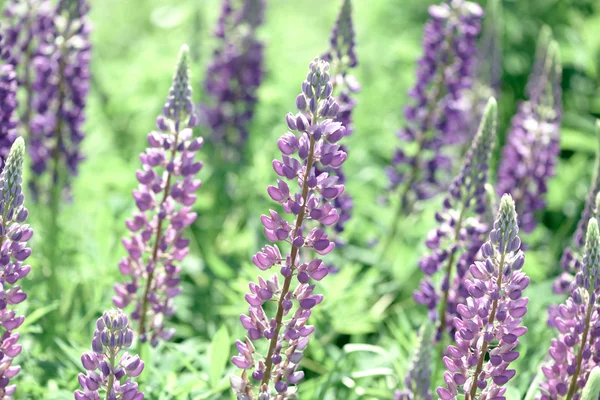 Lupinus, lupine, lupine field met roze paars en blauwe bloemen — Stockfoto