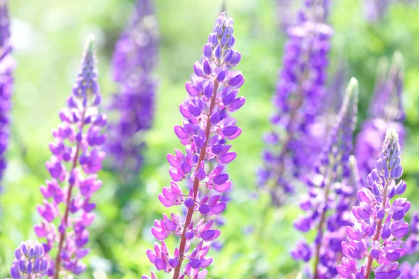 Lupino, altramuz, campo de altramuz con flores rosa púrpura y azul —  Fotos de Stock