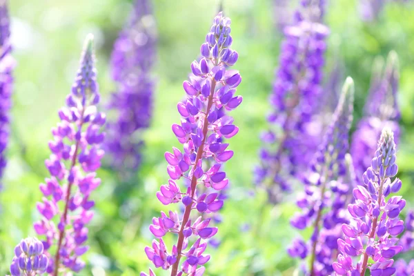 Lupinus, lupin, lupine field with pink purple and blue flowers — Stock Photo, Image