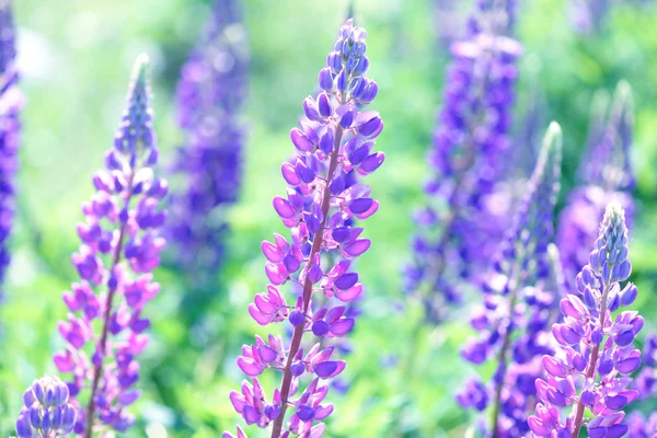 Lupinus, Lupine, Lupinenfeld mit rosa lila und blauen Blüten — Stockfoto