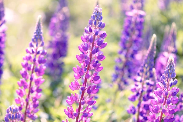 Lupin, lupin, champ de lupin avec des fleurs roses violettes et bleues — Photo