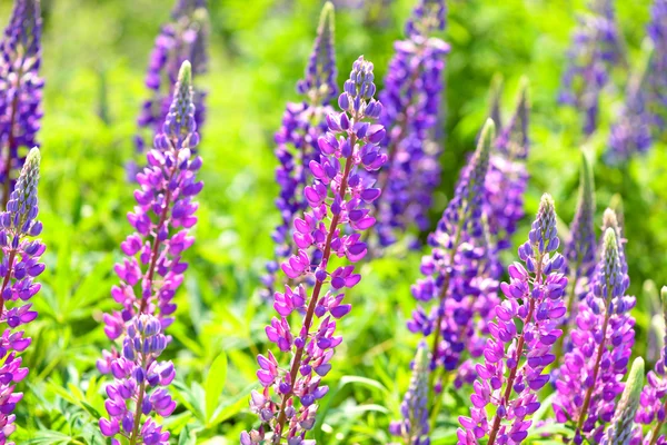 Lupin, lupin, champ de lupin avec des fleurs roses violettes et bleues — Photo