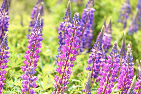 Lupinus, Lupine, Lupinenfeld mit rosa lila und blauen Blüten — Stockfoto