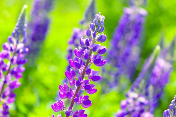 Lupino, tremoço, campo de tremoço com flores roxas e azuis rosa — Fotografia de Stock