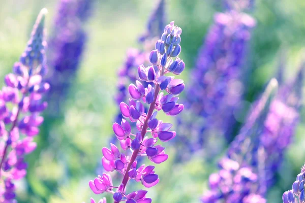 Lupino, tremoço, campo de tremoço com flores roxas e azuis rosa — Fotografia de Stock