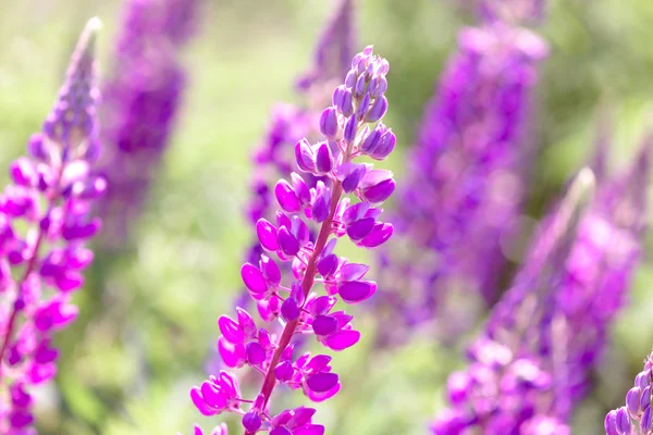 Lupinus, lupine, lupine field met roze paars en blauwe bloemen — Stockfoto