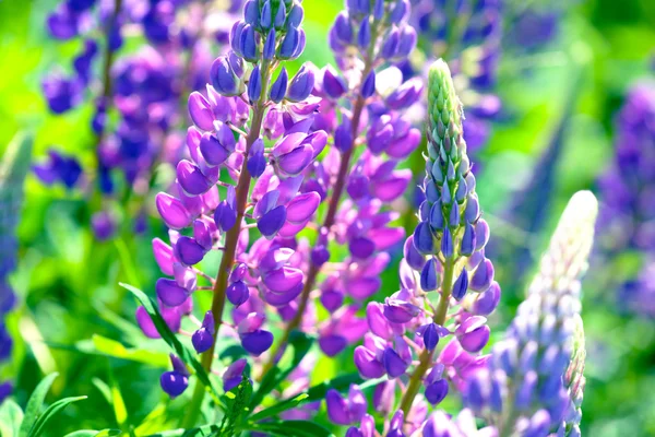 Lupinus, lupine, lupine field met roze paars en blauwe bloemen — Stockfoto