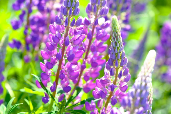 Lupin, lupin, champ de lupin avec des fleurs roses violettes et bleues — Photo