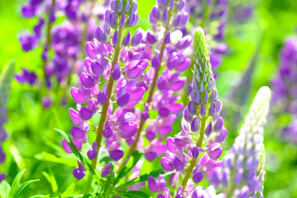 Lupinus, lupin, lupine field with pink purple and blue flowers — Stock Photo, Image