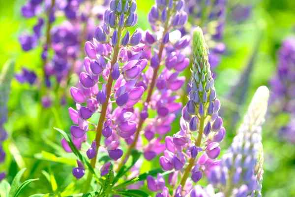 Lupinus, lupine, lupine field met roze paars en blauwe bloemen — Stockfoto